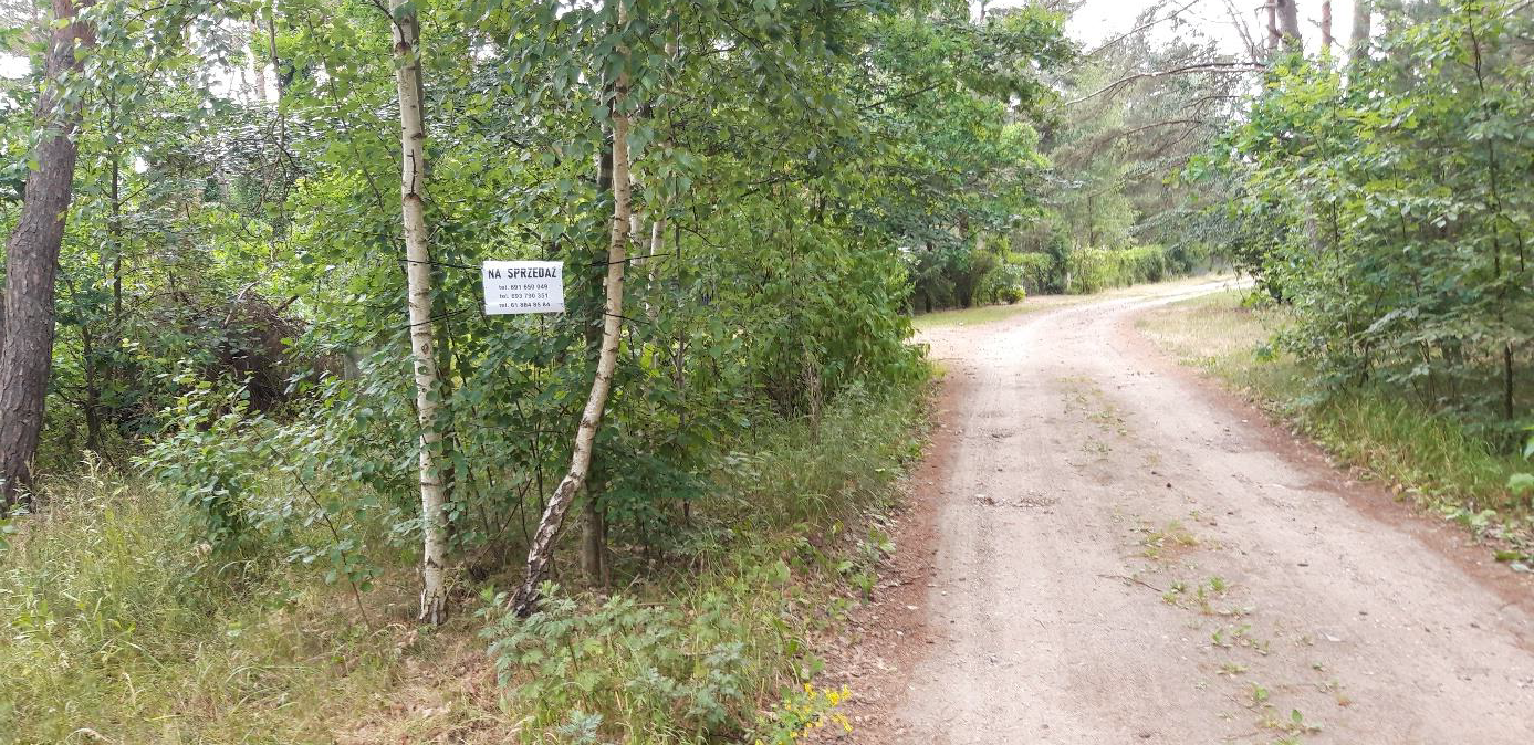 Widok lasu, w którym jest działka